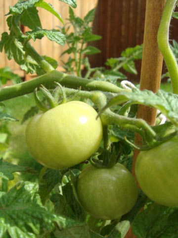 c0103793_9551744.jpg