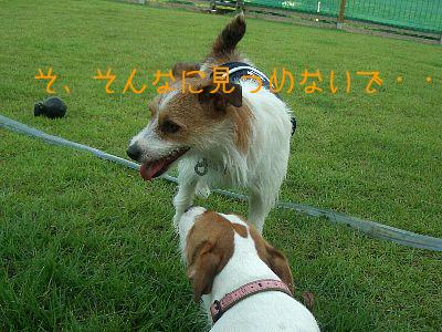 a0051402_1564248.jpg
