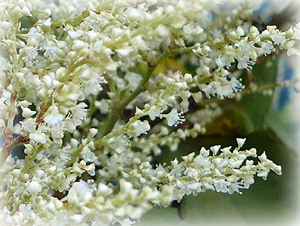 e0099905_17213949.jpg