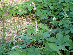 e0099905_17232080.jpg
