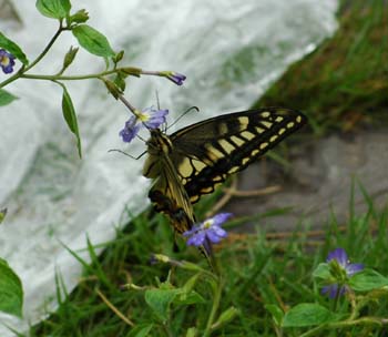 d0080118_22455791.jpg