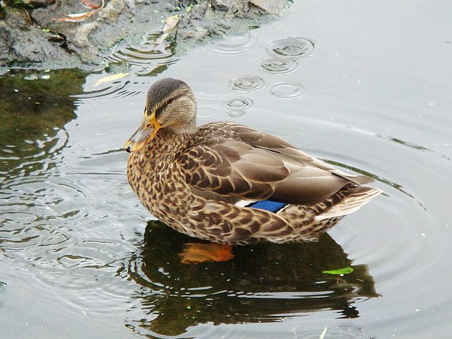 b0085526_835487.jpg