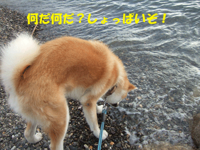 f0008935_1015141.gif