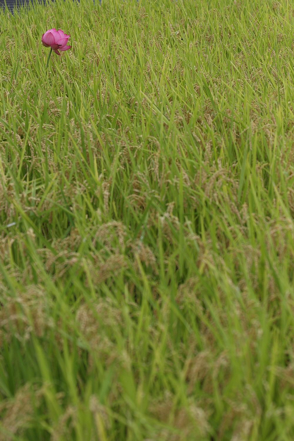 a0094850_11324960.jpg