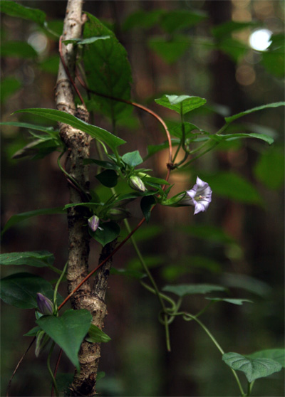 f0147858_156727.jpg