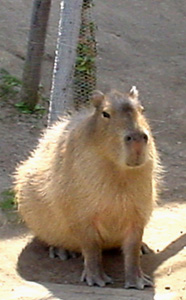 c0029281_23234726.jpg