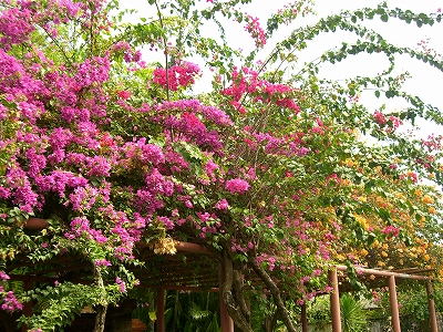 b0101284_21305712.jpg
