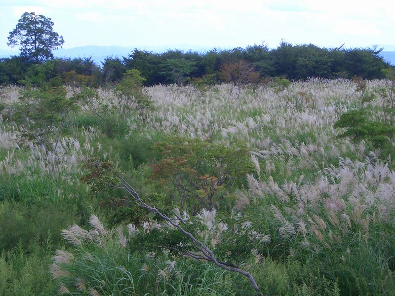 d0069498_911272.jpg