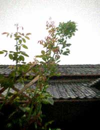 d0077603_14255530.jpg