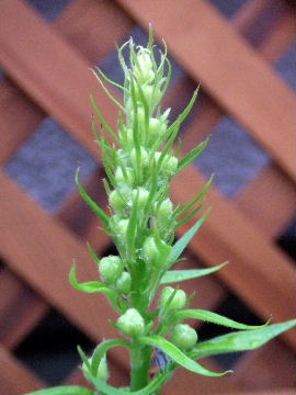 f0041606_20233983.jpg