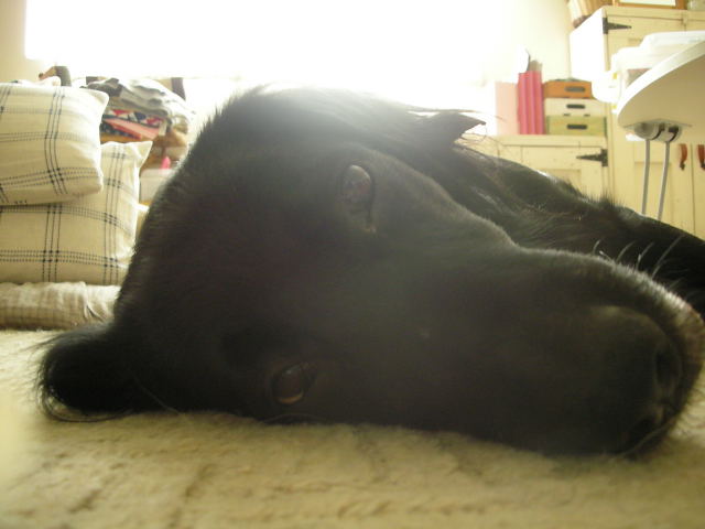 c0017311_1150780.jpg