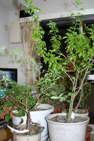 b0065535_1227557.jpg