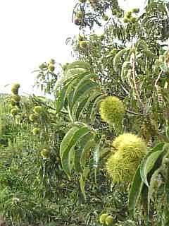 c0069552_8443434.jpg