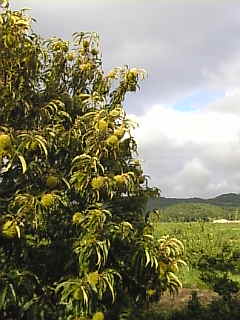 c0069552_8443483.jpg