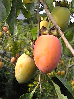 c0069552_8443492.jpg