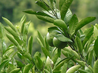 d0058958_2312511.jpg