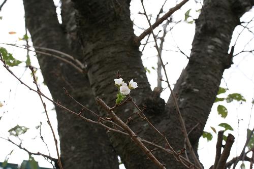 c0013368_1051810.jpg