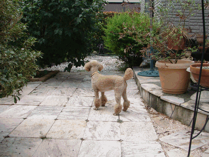 c0136736_20504552.gif