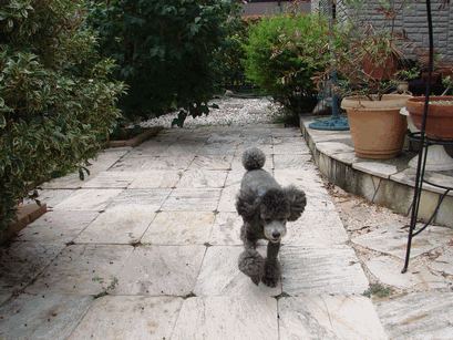 c0136736_205932.gif