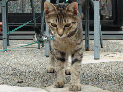 c0136736_2101555.gif