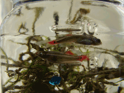 c0136736_21102451.gif
