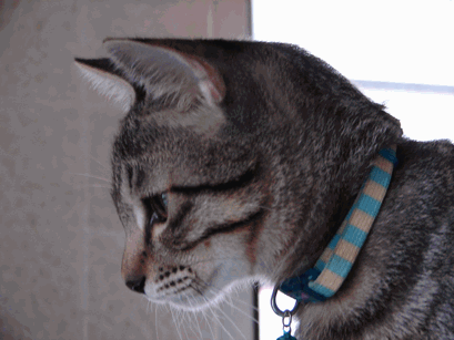 c0136736_9332064.gif