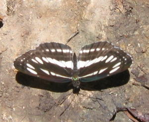 e0049740_17442719.jpg