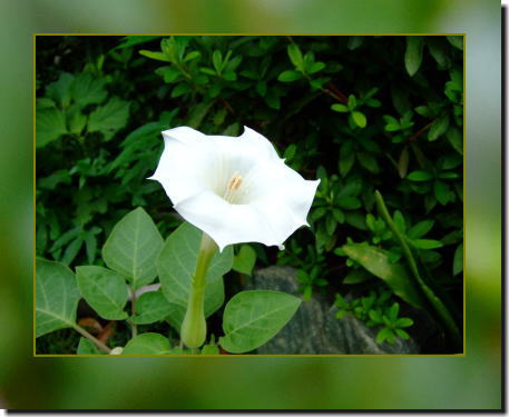 9月11日朝鮮朝顔