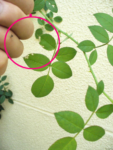 f0074659_223044100.jpg
