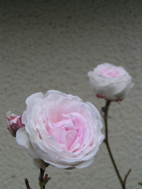f0074659_2245768.jpg