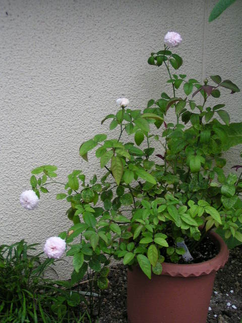 f0074659_226455.jpg