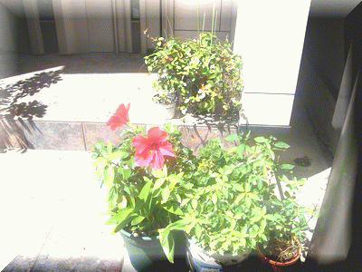 c0137765_1465623.gif