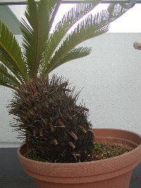 c0087175_1514285.jpg