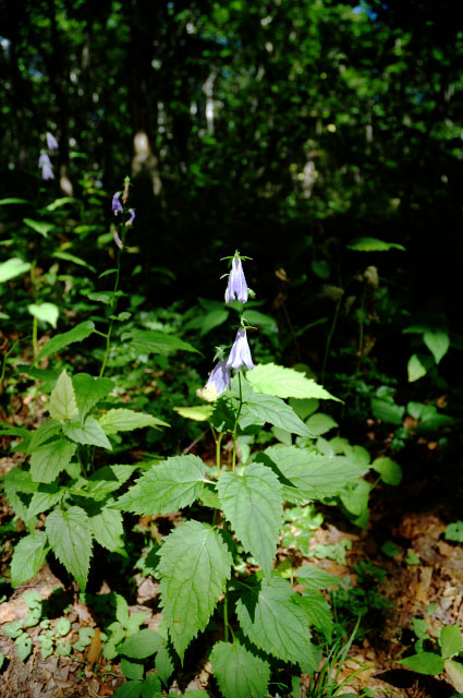 b0102780_7282924.jpg