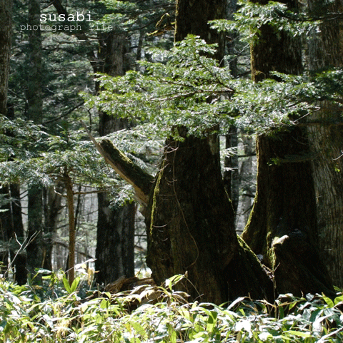 a0105788_1024772.gif