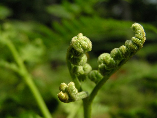 c0034595_11154663.jpg
