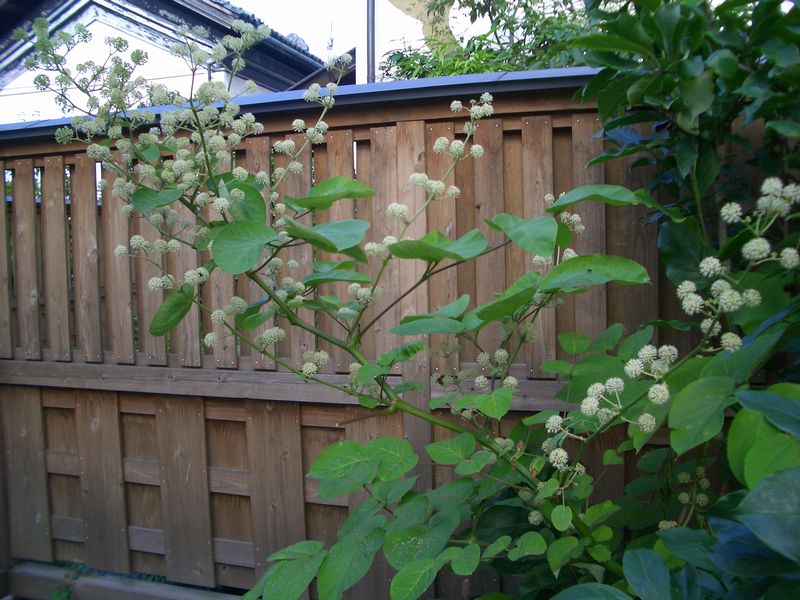 d0069498_17204174.jpg