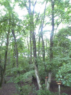 c0097806_17271321.jpg