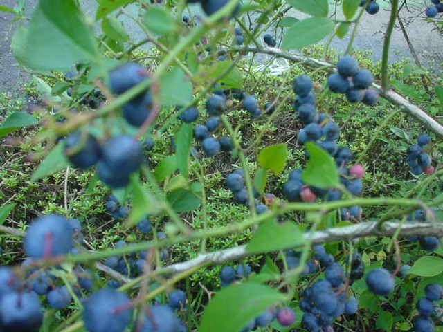 d0004627_22185919.jpg