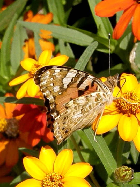 e0064158_1113019.jpg