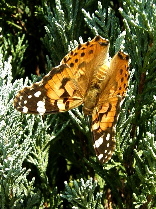e0064158_1121431.jpg