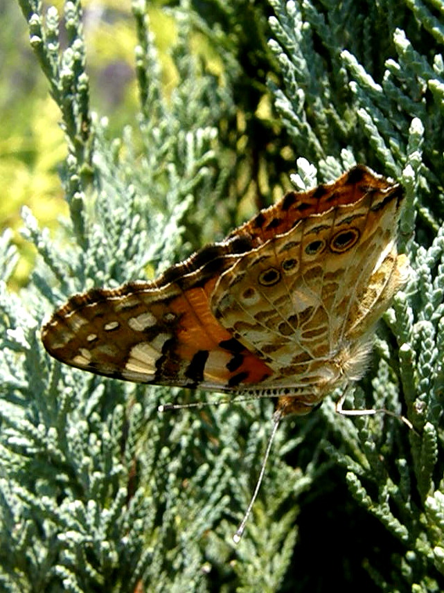 e0064158_113180.jpg