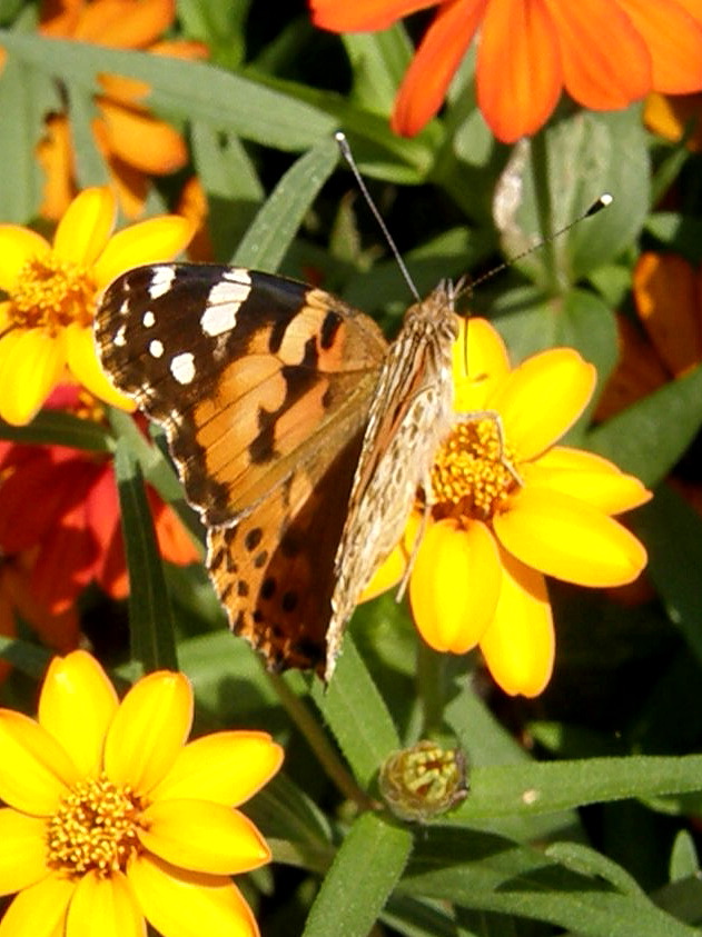 e0064158_1135757.jpg
