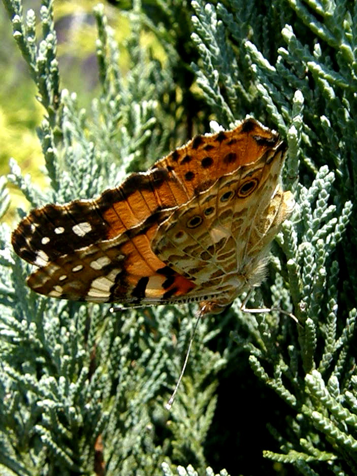 e0064158_1142091.jpg