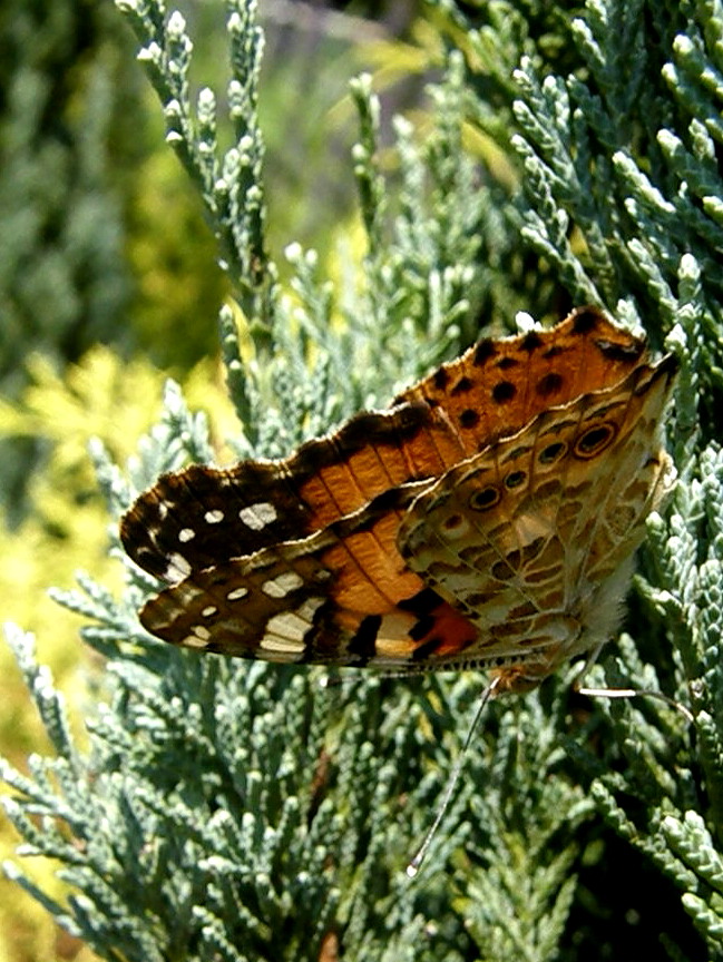 e0064158_1145075.jpg