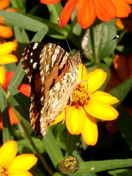 e0064158_1161911.jpg