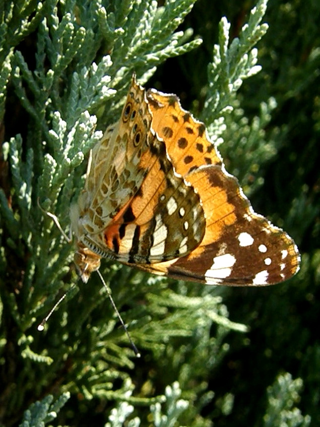 e0064158_1164478.jpg