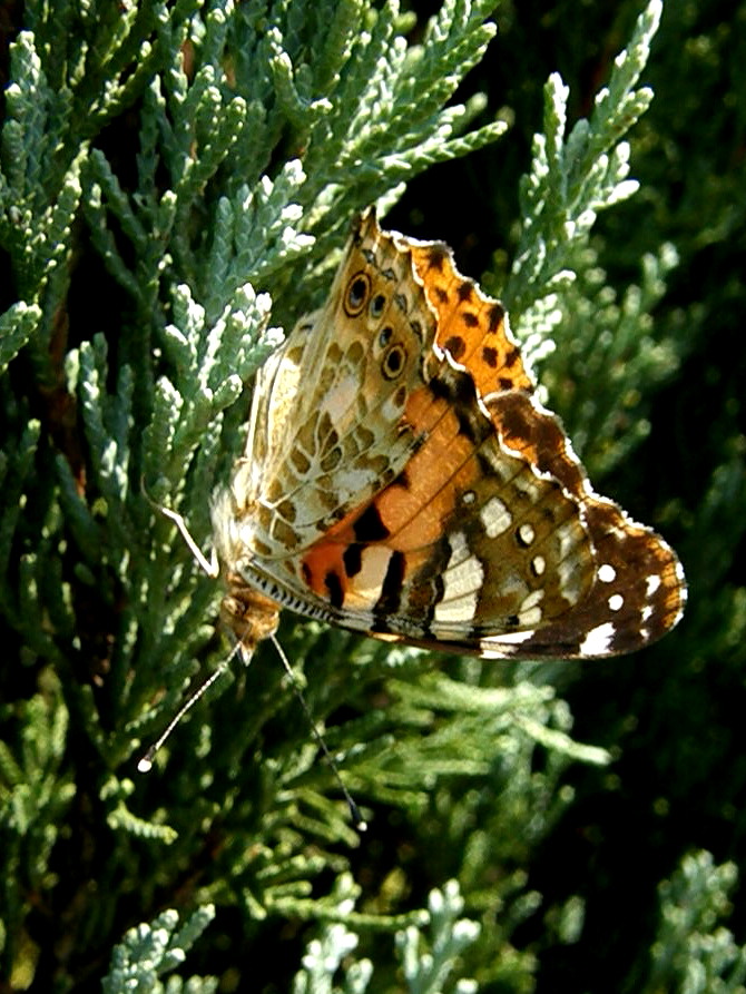 e0064158_1171571.jpg