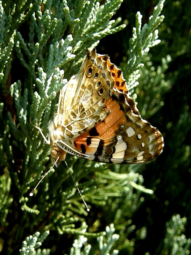 e0064158_1174158.jpg