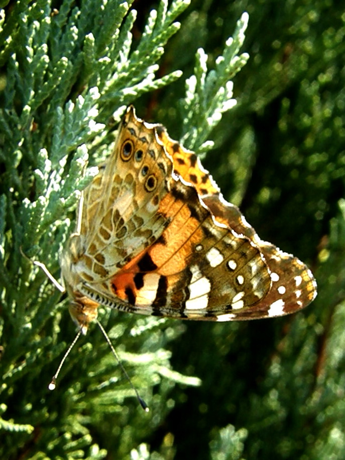 e0064158_118444.jpg